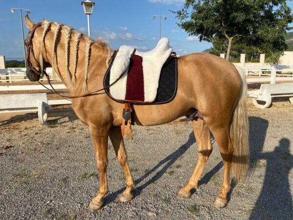 ZALDI COUNTRY SADDLE RELVAS - Image 24